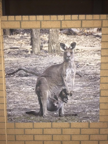 Kangaroo