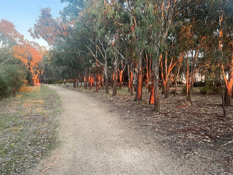 Chinamans Island Walking Track Yarrawonga.jpg