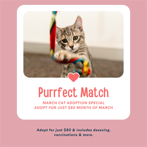 Purrfect-Match-Cat-Adoption.png